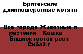 Британские длинношерстные котята - Все города Животные и растения » Кошки   . Башкортостан респ.,Сибай г.